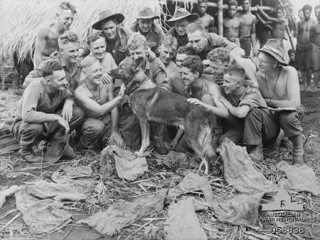 Faria Valley, New Guinea, during WWII---Aussie soldiers making a fuss of Sandy, a military scout dog trained by the United States Dog Detachment for the Australian Army [public domain, Australian War Memorial]