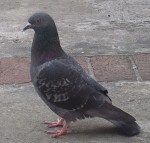Pigeon of the Rock Dove variety [Public domain]