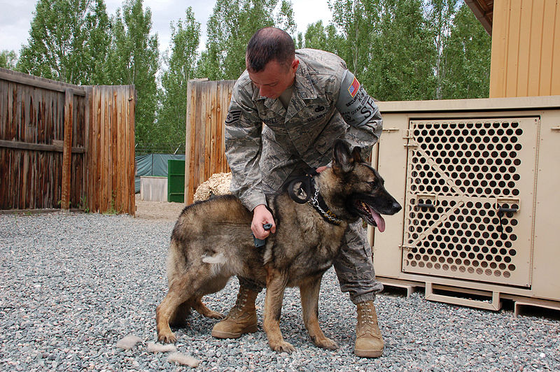Staff Sgt. Christopher Jarrell grooms his military working dog companion, Uran, at Manas Air Base, Kyrgyzstan [Public domain]