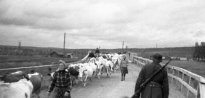 Refugees drive cows between Sodankyla and Rovaniemi, northern Finland, 1944 [Public domain]
